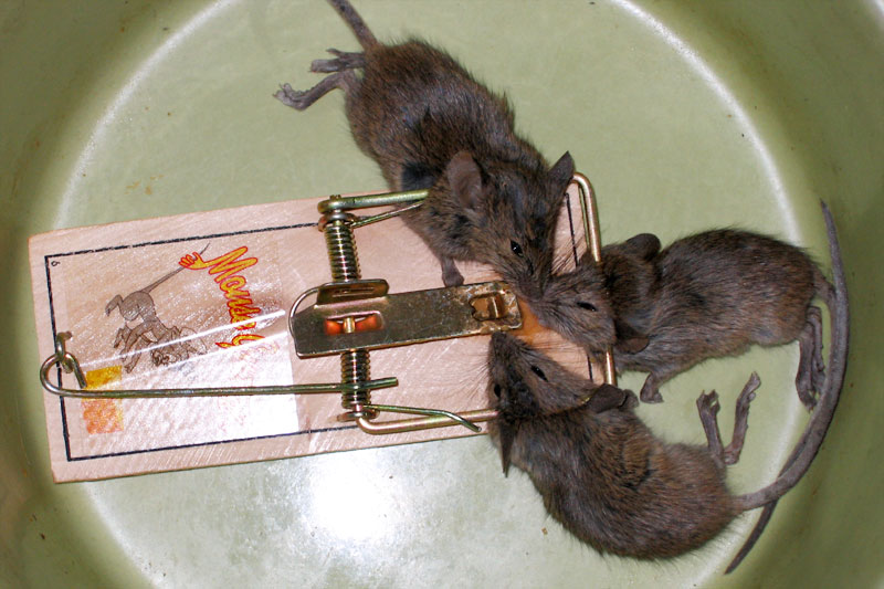 Three Dead Mice