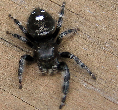 Spiders are among us.