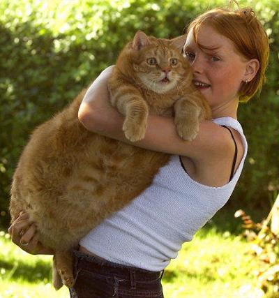 Tubcat