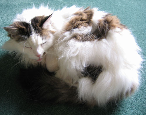 In Memoreum, “Kitty”