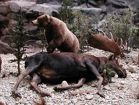 A bear eating a moose