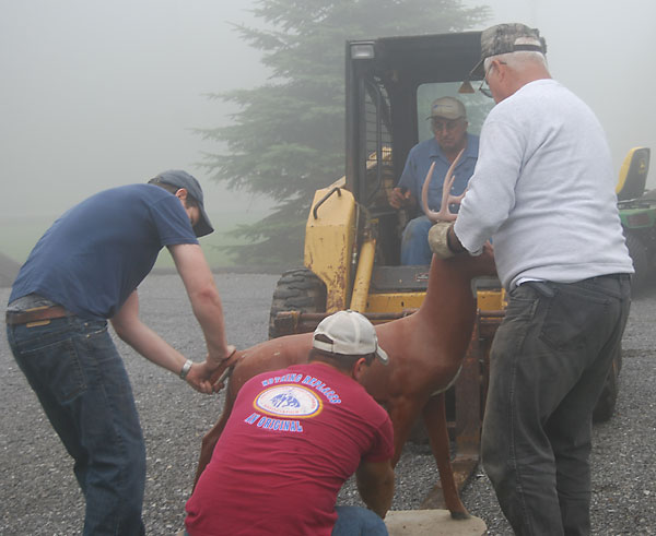 Moving A Concrete Deer