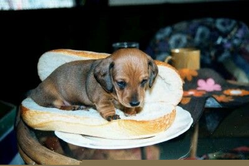 Hot Dog