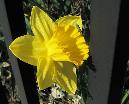 Today is the first day of Spring.