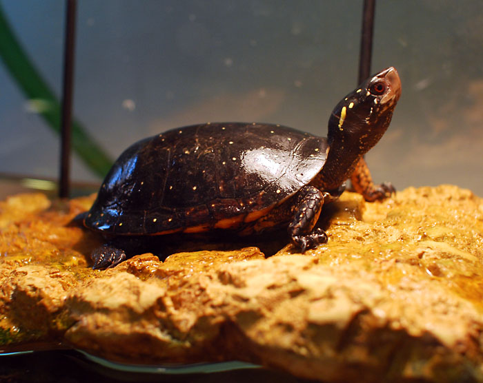The Miracle of the Christmas Turtle