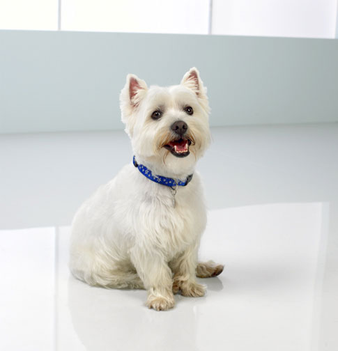 Should I buy a house or a little dog?