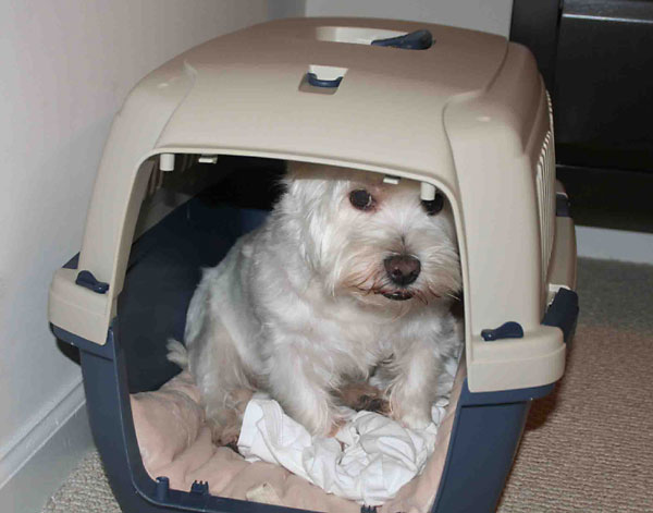 Scooter Likes A Little Home
