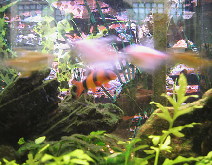 Nemo sleeps with the fishes