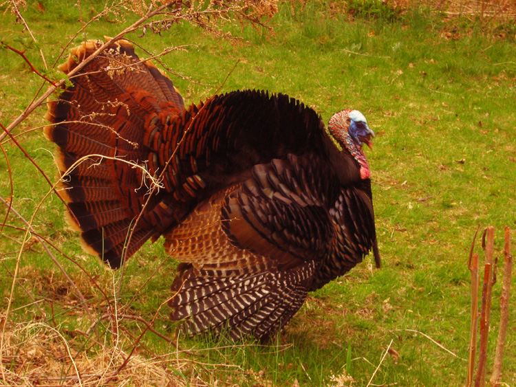 Ten, er I mean Five Turkey Recipes