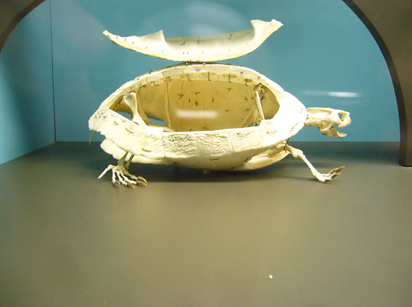 I Love Bones – American Natural History Museum